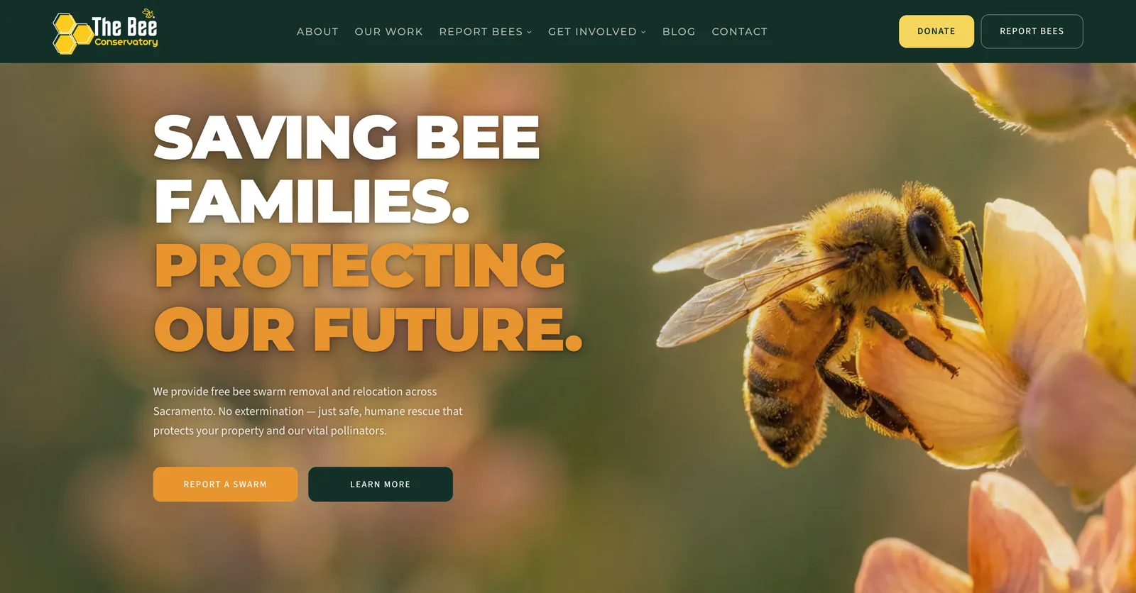 Screenshot of The Bee Conservatory website homepage